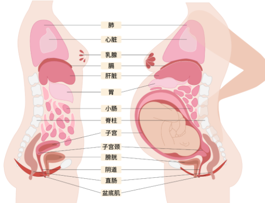 【健康科普】怀孕给妈妈带来的变化